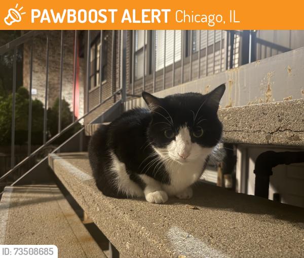 Found/Stray Unknown Cat last seen Hoyne and 18th pl, Chicago, IL 60608