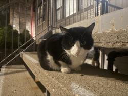 Found/Stray Unknown Cat last seen Hoyne and 18th pl, Chicago, IL 60608