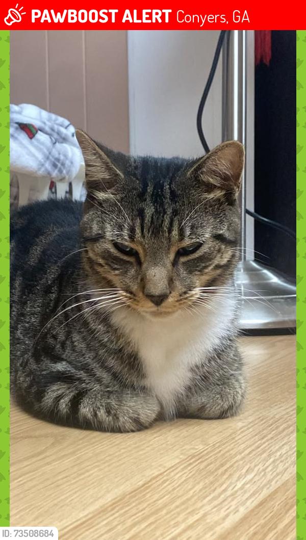 Lost Male Cat last seen Last Seen: Pine Forest neighborhood, near Poplar Street SE in Conyers, GA (Rockdale County), Conyers, GA 30013