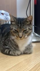 Lost Male Cat last seen Last Seen: Pine Forest neighborhood, near Poplar Street SE in Conyers, GA (Rockdale County), Conyers, GA 30013