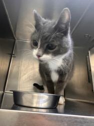 Shelter Stray Male Cat last seen Near MLK, Oakland,, 1101 29th Ave, Oakland, CA 94601, USA