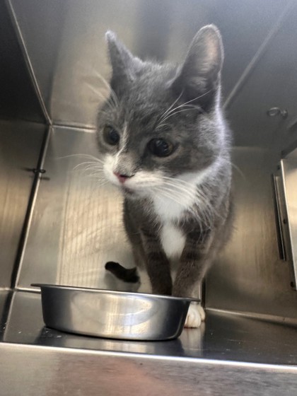 Shelter Stray Male Cat last seen Near MLK, Oakland,, 1101 29th Ave, Oakland, CA 94601, USA