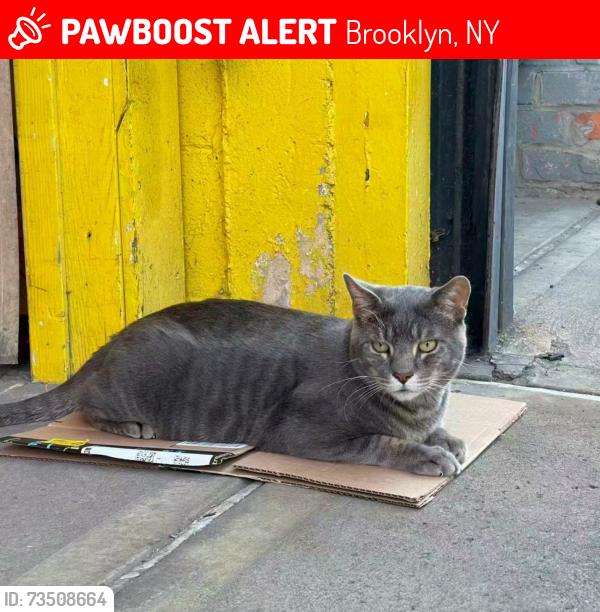 Lost Male Cat last seen 13th Ave and 61st street, Brooklyn, Brooklyn, NY 11219