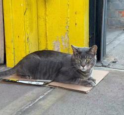 Lost Male Cat last seen 13th Ave and 61st street, Brooklyn, Brooklyn, NY 11219
