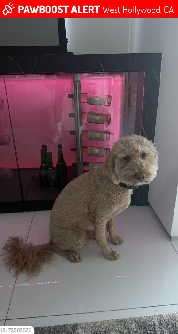 Lost Male Dog last seen Queens and Sunset BLVD, West Hollywood, CA 90069