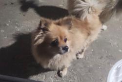 Reunited Female Dog last seen Liberty, Elgin, IL 60120