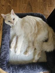Reunited Female Cat last seen New Hampshire and Fruita Drive (Near 57th street and Shields in Loveland) 80538, Loveland, CO 80538