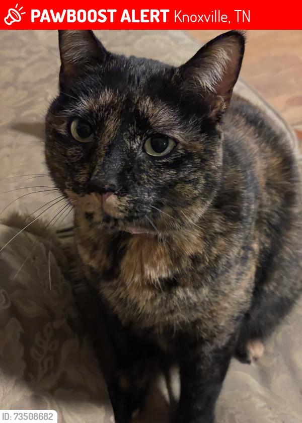 Lost Female Cat last seen Pleasant Ridge/Bayberry Drive, Knoxville, TN 37921
