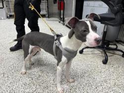 Shelter Stray Male Dog last seen Annandale, VA 22003, Annandale Mains Ct, Fairfax County, VA, 4500 West Ox Rd, Fairfax, VA 22030, USA
