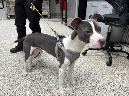 Shelter Stray Male Dog last seen Annandale, VA 22003, Annandale Mains Ct, Fairfax County, VA, 4500 West Ox Rd, Fairfax, VA 22030, USA