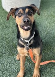 Shelter Stray Female Dog last seen W North Ave & S Brawley Ave, Fresno Zone Fresno CO 2 93706, CA, 1510 W Dan Ronquillo Dr, Fresno, CA 93706, USA
