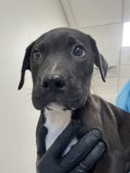 Shelter Stray Male Dog last seen E California Ave & S Ross Ave, Sanger Zone Fresno CO 4 93657, CA, 1510 W Dan Ronquillo Dr, Fresno, CA 93706, USA