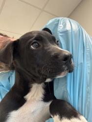 Shelter Stray Female Dog last seen E California Ave & S Ross Ave, Sanger Zone Fresno CO 4 93657, CA, 1510 W Dan Ronquillo Dr, Fresno, CA 93706, USA