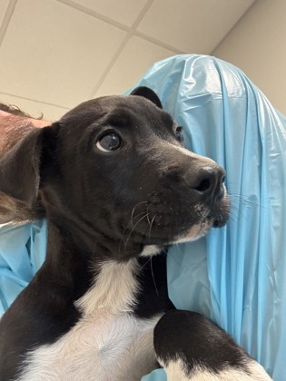 Shelter Stray Female Dog last seen E California Ave & S Ross Ave, Sanger Zone Fresno CO 4 93657, CA, 1510 W Dan Ronquillo Dr, Fresno, CA 93706, USA