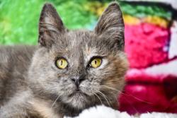 Shelter Stray Female Cat last seen Yakima Chiefs Hops at 306 Division St, City of Yakima, WA, 2405 W Birchfield Rd, Yakima, WA 98901, USA
