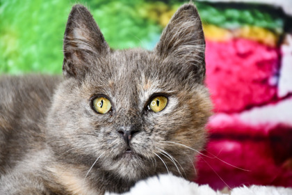 Shelter Stray Female Cat last seen Yakima Chiefs Hops at 306 Division St, City of Yakima, WA, 2405 W Birchfield Rd, Yakima, WA 98901, USA