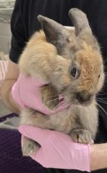 Shelter Stray Male Rabbit last seen Near Railroad Avenue, Santee, CA, 92071, El Cajon, CA 92020, USA