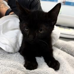 Shelter Stray Male Cat last seen Reynolds Street, San Diego, CA, 92114, 5500 Gaines St, San Diego, CA 92110, USA