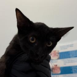 Shelter Stray Male Cat last seen C Street, San Diego, CA, 92102, 5500 Gaines St, San Diego, CA 92110, USA