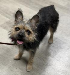 Shelter Stray Female Dog last seen Near Ocean View Boulevard, San Diego, CA, 92113, 5500 Gaines St, San Diego, CA 92110, USA