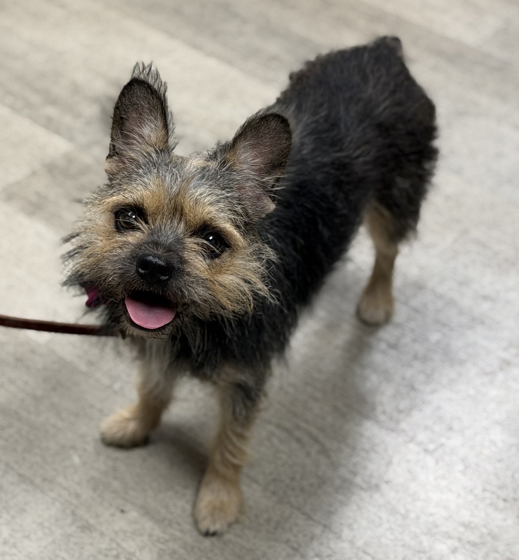 Shelter Stray Female Dog last seen Near Ocean View Boulevard, San Diego, CA, 92113, 5500 Gaines St, San Diego, CA 92110, USA