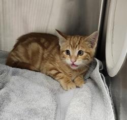Shelter Stray Male Cat last seen Selbo Peak Place NW, BREMERTON, WA, 98311, 9167 Dickey Rd NW, Silverdale, WA 98383, USA