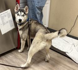 Shelter Stray Female Dog last seen Near Postal Way, Vista, CA, 92083, Oceanside, CA 92058, USA