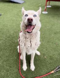 Shelter Stray Male Dog last seen Near S Locust Street, Midvale, UT, 84047, 511 W 3900 S, Salt Lake City, UT 84123, USA