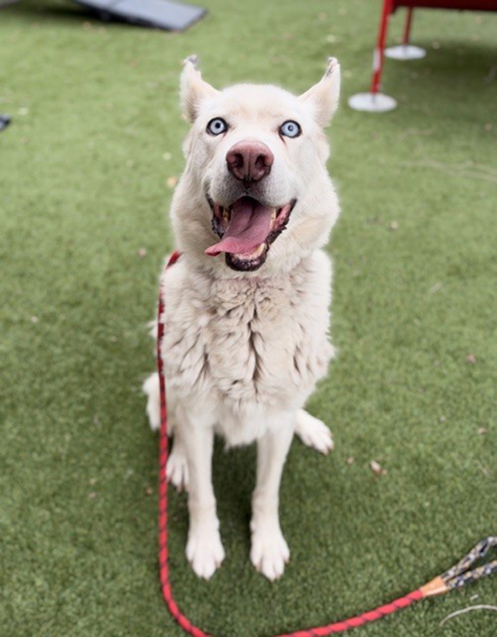 Shelter Stray Male Dog last seen Near S Locust Street, Midvale, UT, 84047, 511 W 3900 S, Salt Lake City, UT 84123, USA
