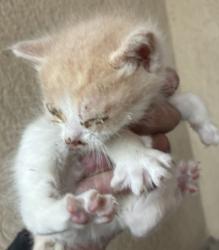 Shelter Stray Male Cat last seen Near W Black Angus Drive, SALT LAKE CITY, UT, 84116, 511 W 3900 S, Salt Lake City, UT 84123, USA