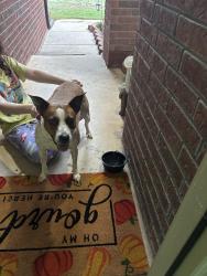 Found/Stray Female Dog last seen Reno and Czech Hall, Oklahoma City, OK 73099