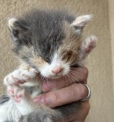 Shelter Stray Female Cat last seen Near W Black Angus Drive, SALT LAKE CITY, UT, 84116, 511 W 3900 S, Salt Lake City, UT 84123, USA