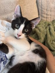 Shelter Stray Male Cat last seen Near 47th Street, San Diego, CA, 92115, 5500 Gaines St, San Diego, CA 92110, USA