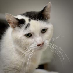 Shelter Stray Male Cat last seen SE 182ND AND LINCOLN ST, PORTLAND, OR, 97216, 1700 W Historic Columbia River Hwy, Troutdale, OR 97060, USA