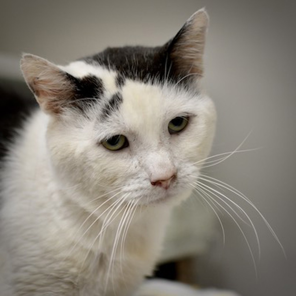 Shelter Stray Male Cat last seen SE 182ND AND LINCOLN ST, PORTLAND, OR, 97216, 1700 W Historic Columbia River Hwy, Troutdale, OR 97060, USA