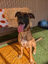 Shelter Stray Male Dog last seen Benet Road, Oceanside, CA, 92058, Oceanside, CA 92058, USA