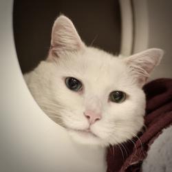 Shelter Stray Male Cat last seen SW, PORTLAND, OR, 97221, 1700 W Historic Columbia River Hwy, Troutdale, OR 97060, USA