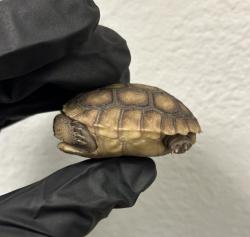 Shelter Stray Unknown Reptile last seen Near Beyer, San Diego, CA, 92154, 5500 Gaines St, San Diego, CA 92110, USA