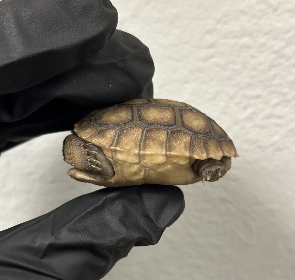 Shelter Stray Unknown Reptile last seen Near Beyer, San Diego, CA, 92154, 5500 Gaines St, San Diego, CA 92110, USA