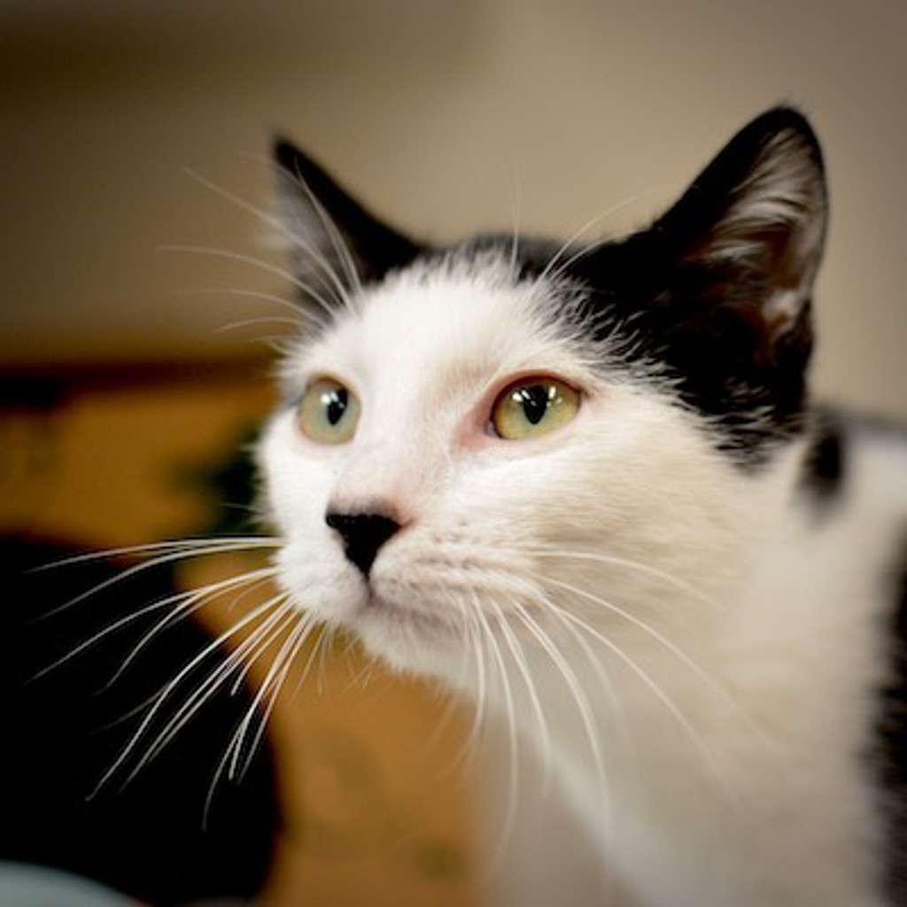 Shelter Stray Female Cat last seen 217th NE Sandy, FAIRVIEW, OR, 97024, 1700 W Historic Columbia River Hwy, Troutdale, OR 97060, USA
