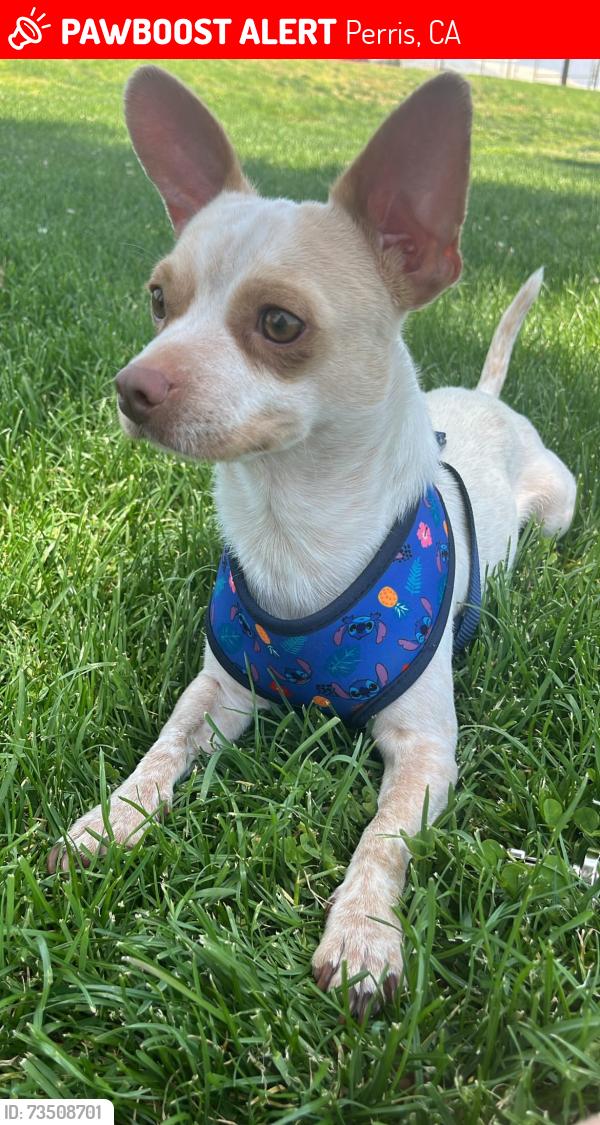 Lost Male Dog last seen Redlands, Perris, CA 92571