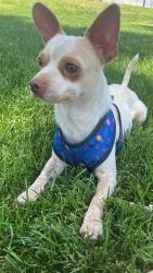 Lost Male Dog last seen Redlands, Perris, CA 92571