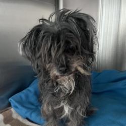 Shelter Stray Female Dog last seen , 21800 Central Ave, Matteson, IL 60443, USA