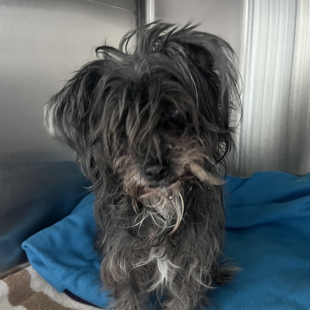 Shelter Stray Female Dog last seen , 21800 Central Ave, Matteson, IL 60443, USA