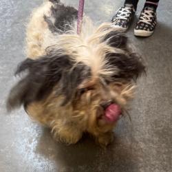 Shelter Stray Male Dog last seen , 21800 Central Ave, Matteson, IL 60443, USA