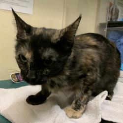 Shelter Stray Female Cat last seen , 361 S Raymond Ave, Pasadena, CA 91105, USA