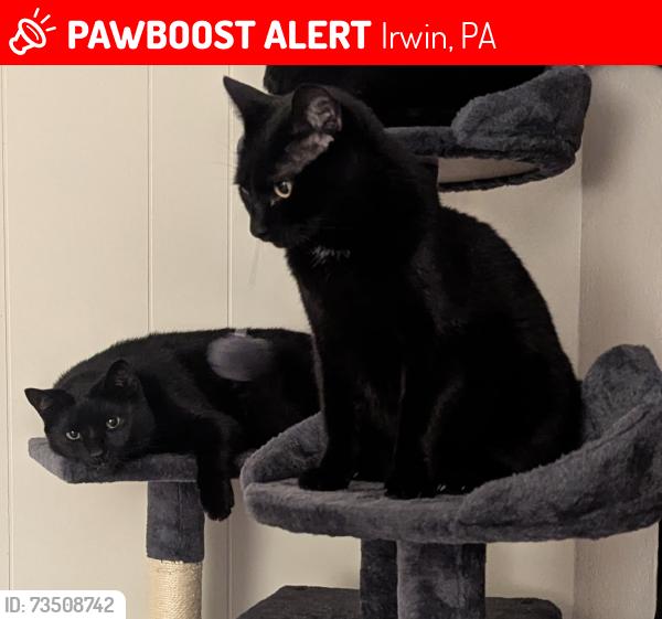 Lost Female Cat last seen Old rt. 30 and Main St., Irwin, PA 15642