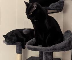 Lost Female Cat last seen Old rt. 30 and Main St., Irwin, PA 15642