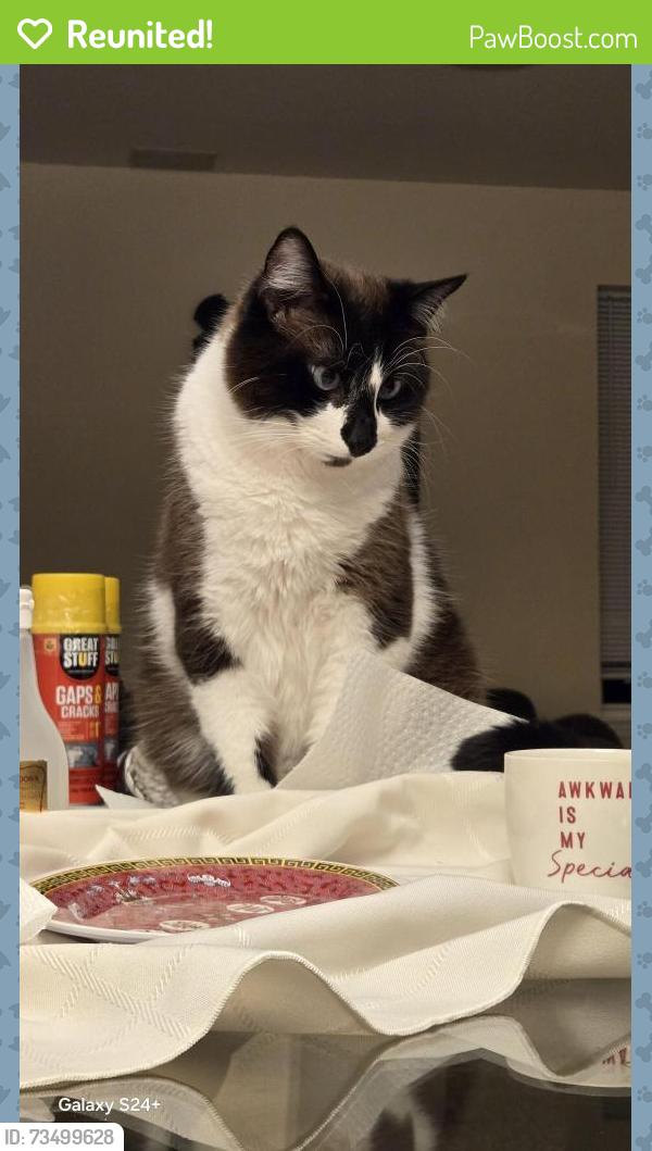 Reunited Male Cat last seen Lasalle and Ranney, Vernon Hills IL, Vernon Hills, IL 60061