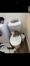 Reunited Male Cat last seen Near Rock Ave, Fayetteville, NC 28303, USA, Fayetteville, NC 28303